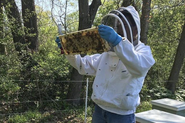 Conceptos básicos de Apicultura