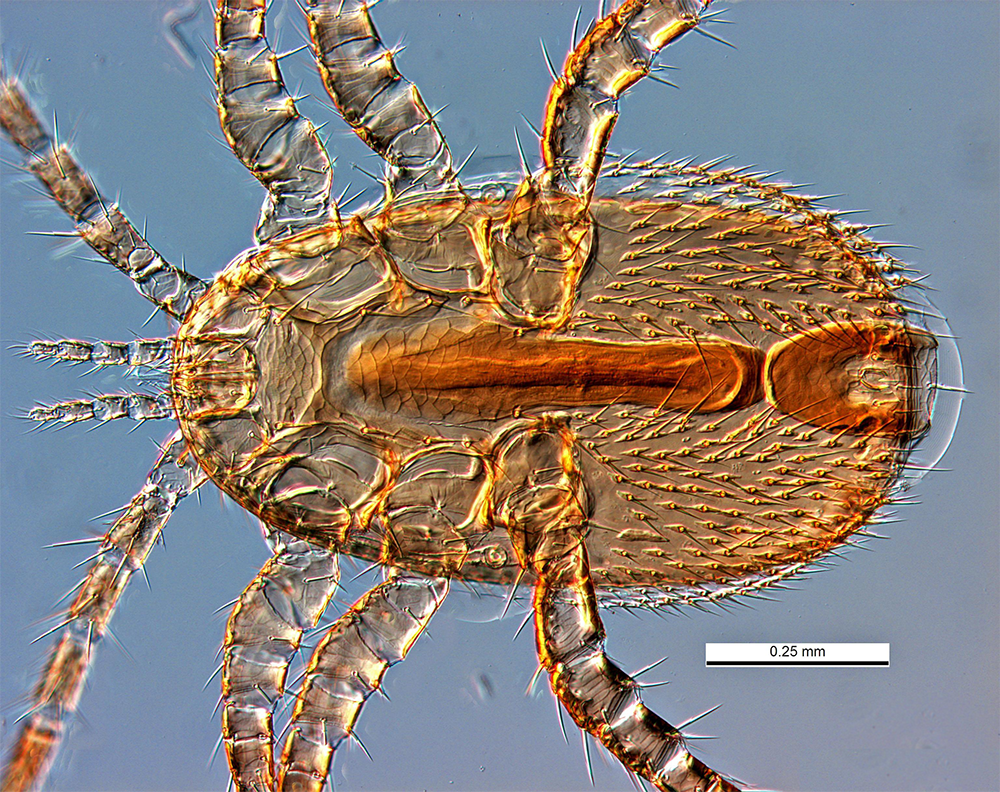 Notes from Annual Conference of the American Beekeeping Federation