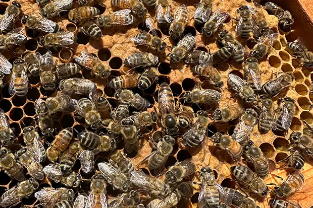 Breaking into beehive medicine