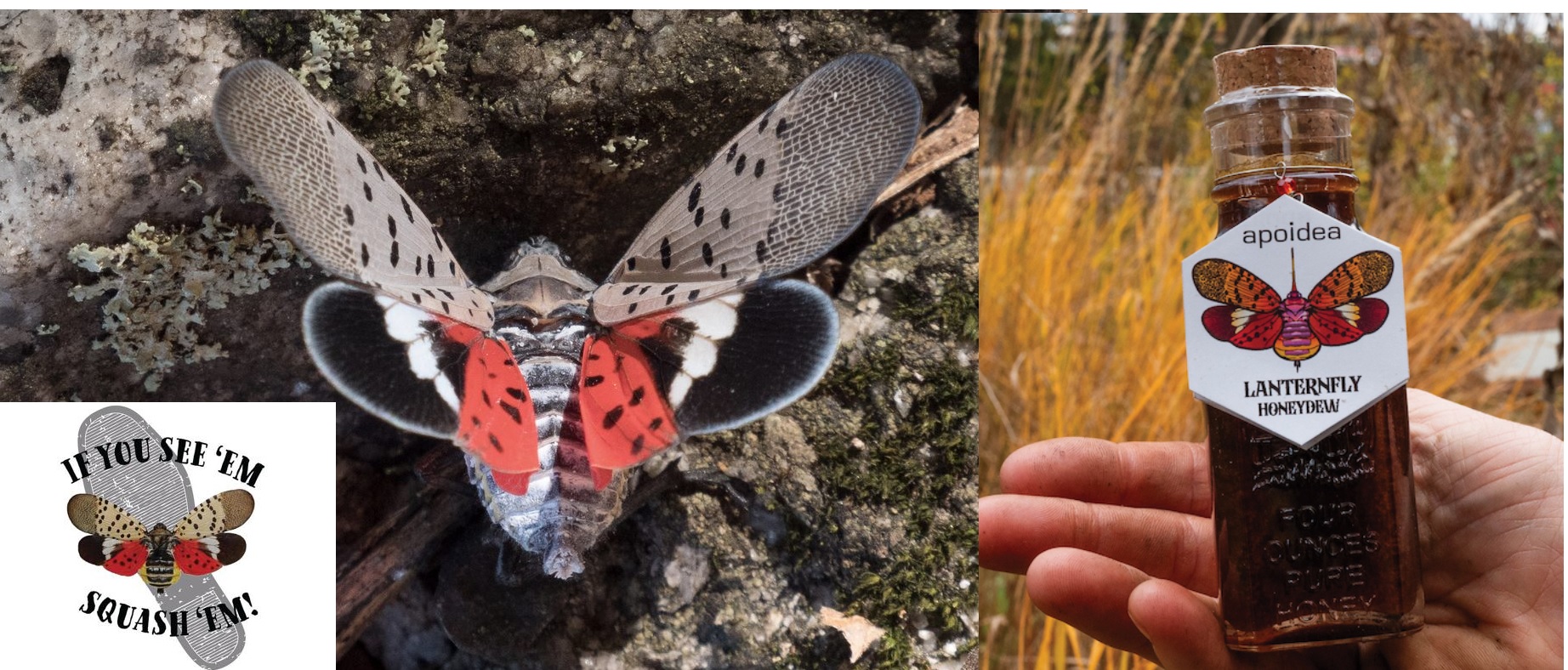 Eve Bratman – Guild Monthly Meeting – Third Thursday